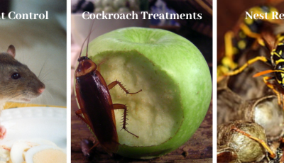 Pest Control Dublin
